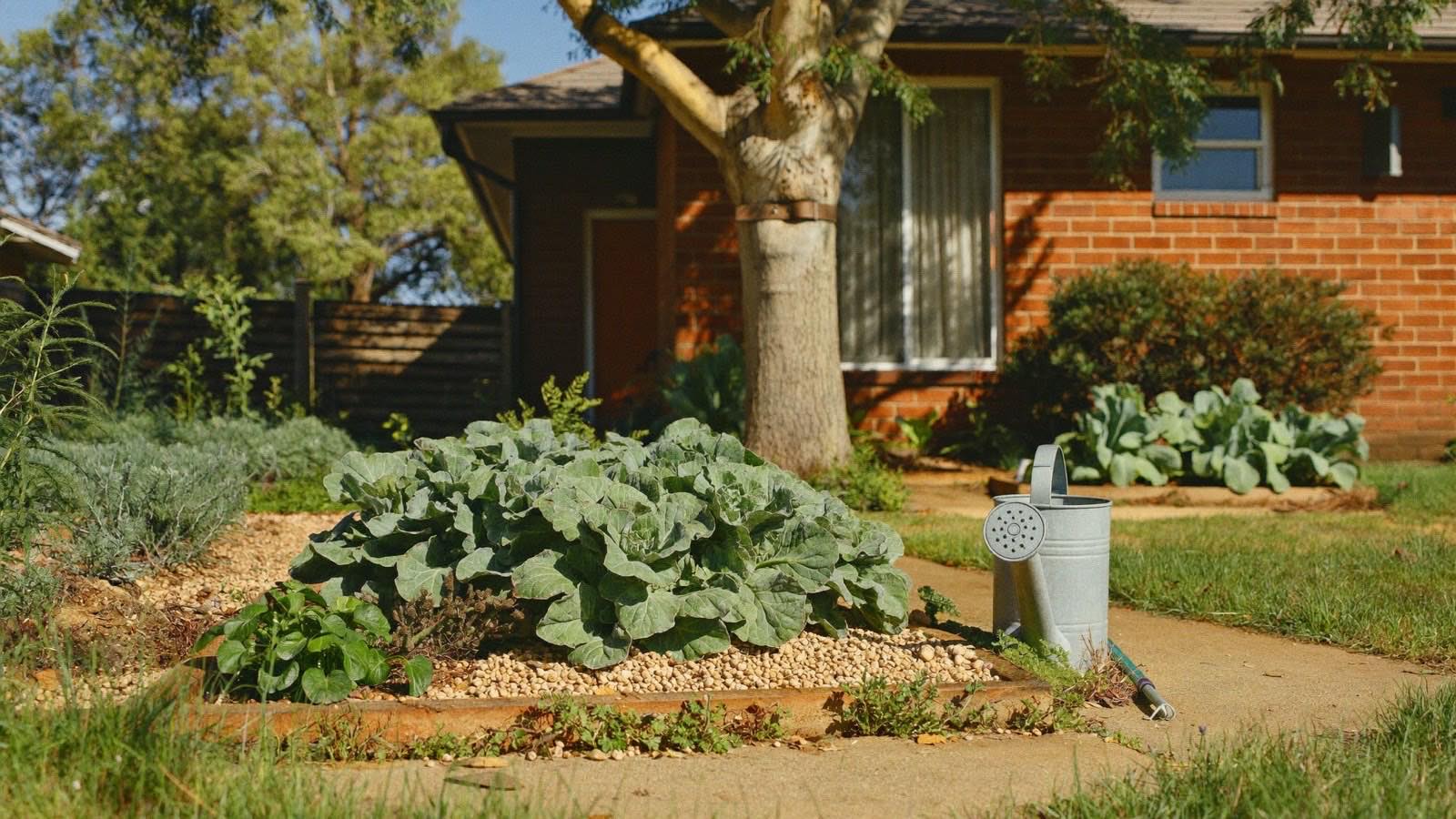 A garden bed of silverbeet and herbs beside a red-brick suburban house, with a watering can and secateurs left on the path.