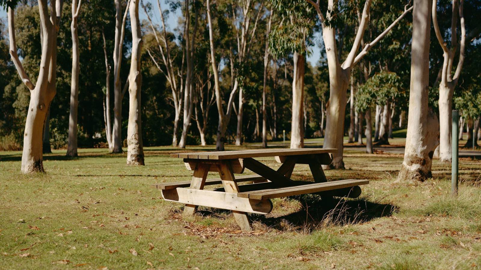 A weathered timber picnic table on dry grass in a western Sydney park among tall pale-trunked gum trees