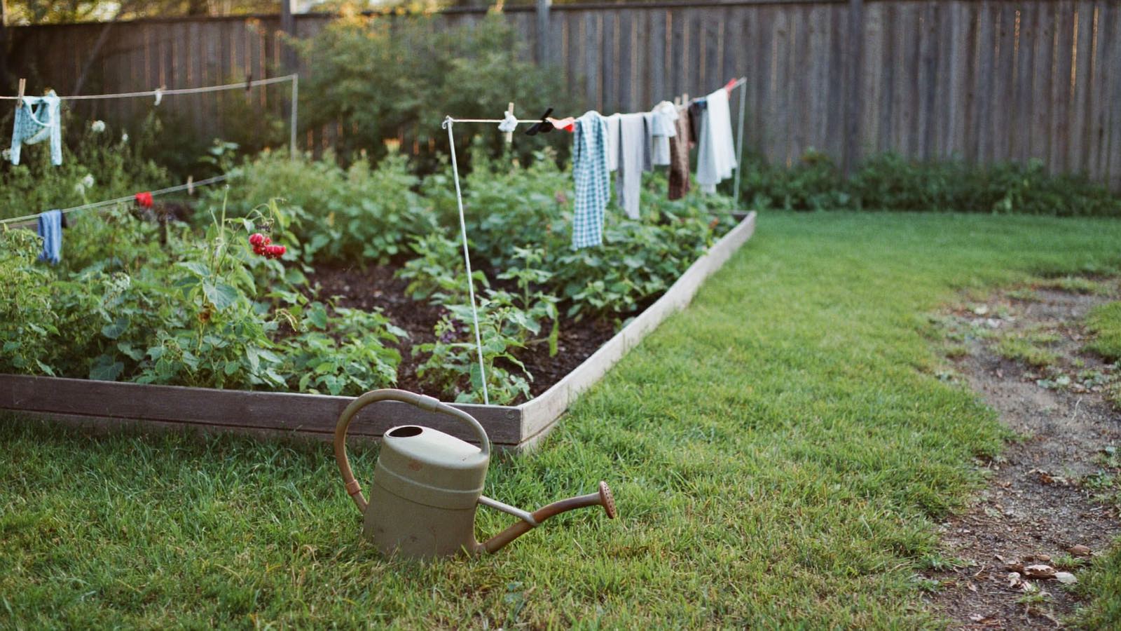 A back garden veggie bed in afternoon light, with staked tomatoes, a watering can and a worn path through the grass.