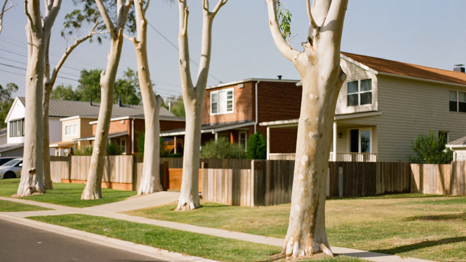 A quiet south west Sydney street lined with pale-trunked gum trees, brick and weatherboard houses behind timber fences